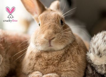 Descubra o que realmente significa o selo “cruelty-free”